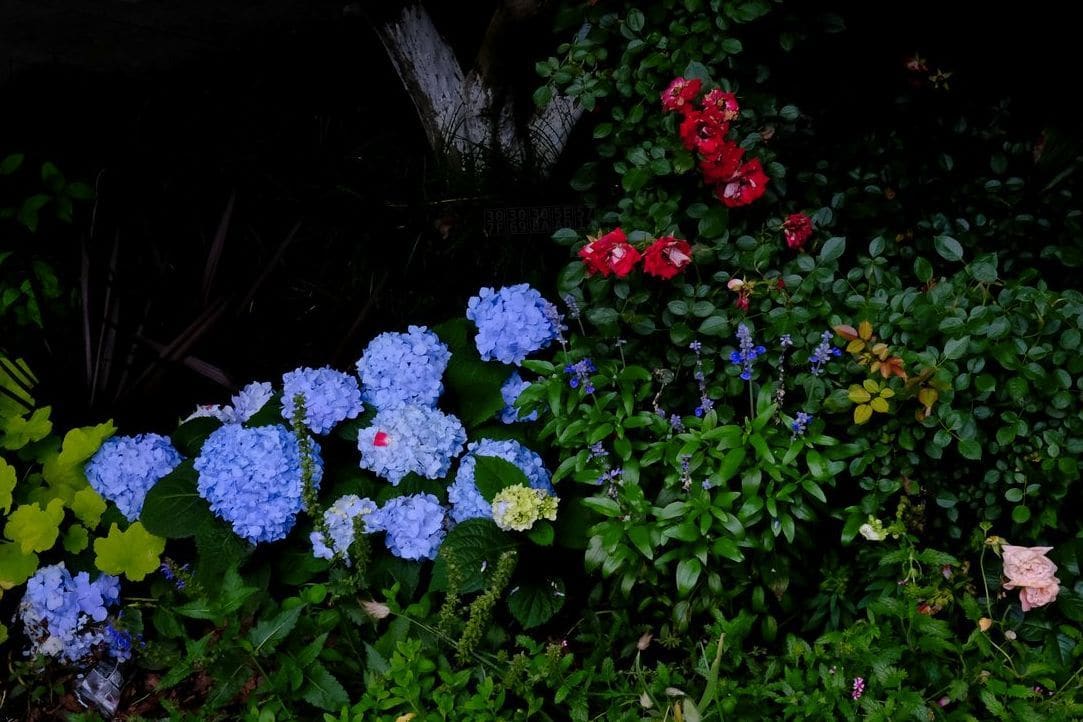 みどり庭園 9